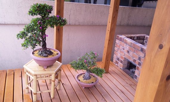 bonsai.jpg