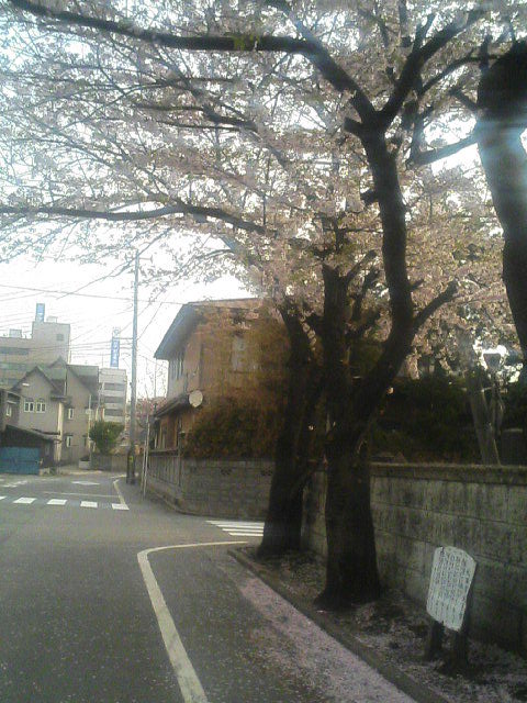寺町の散り行く桜