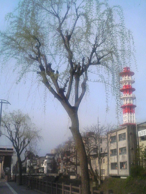 春の川反と柳の風景